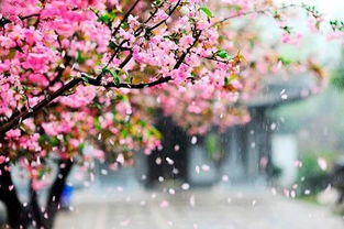 關(guān)于落花的詩(shī)句大全