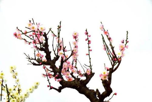 有關(guān)于梅花品格的詩(shī)句要翻譯