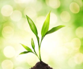 關(guān)于小草成長的詩句古詩詞