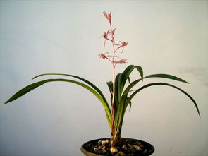 關(guān)于墨蘭的詩句