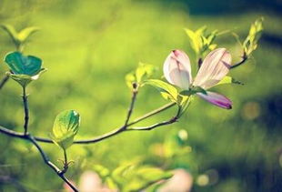 春天寫竹子的詩(shī)句古詩(shī)