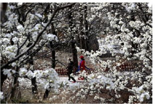 墨客,詩句,千古