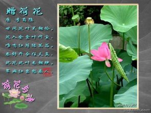 夏天有關(guān)荷花的詩句古詩