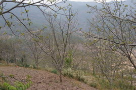 關(guān)于大力發(fā)展的詩(shī)句