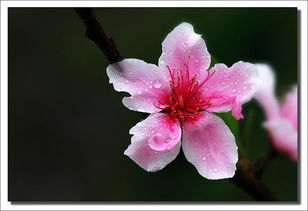 茶席桃花古詩句