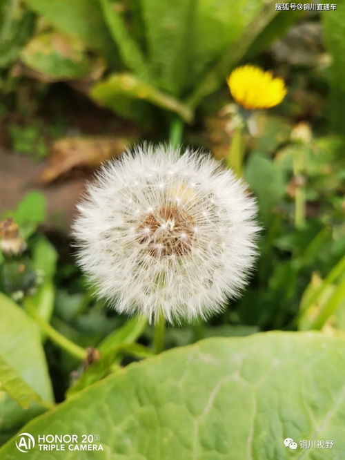 描寫春意盎然的古詩詩句