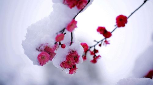 關(guān)于自律的詩句早梅