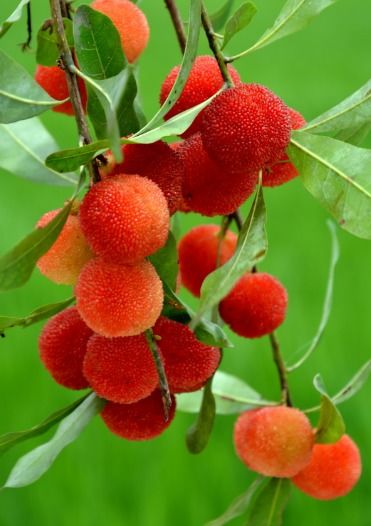 有關(guān)于摘楊梅的詩句