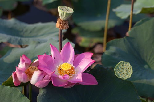 夏天西湖的荷花的詩(shī)句古詩(shī)