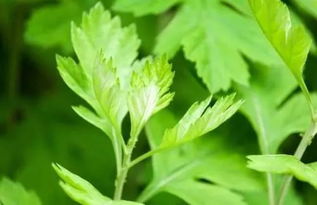 關(guān)于端午掛艾草的詩(shī)句