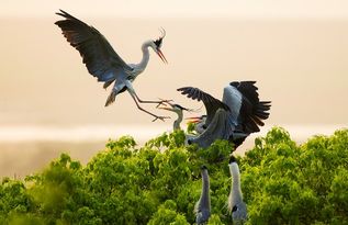 愛鳥護鳥古詩句
