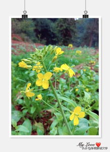 關(guān)于舅舅詩句