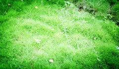 關于小草的詩句古詩詞