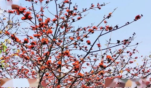 有關(guān)于木棉的詩句