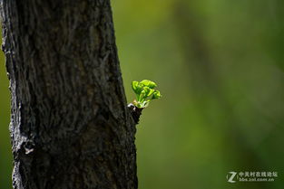 贊美春天生機(jī)勃勃的詩句,形容春天生機(jī)勃勃的詩句,春日把春天描寫得生機(jī)勃勃的詩句是哪一句
