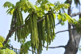 關(guān)于夏天核桃花的詩(shī)句