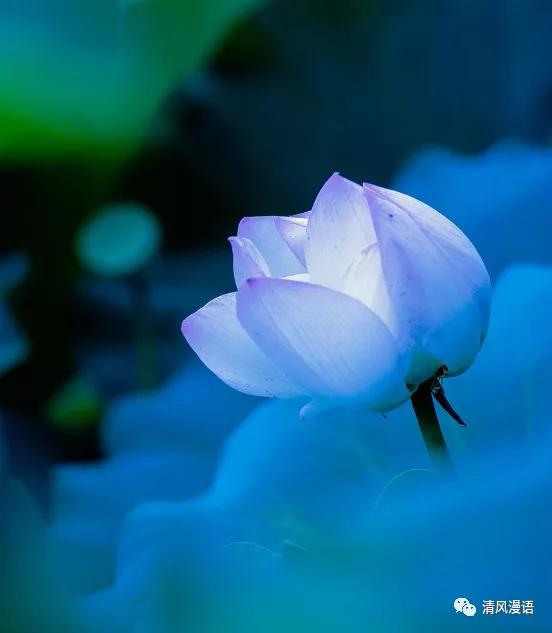 描寫夏天池塘的詩句,贊美夏天池塘的詩句,關于夏天碧波蕩漾的池塘的詩句