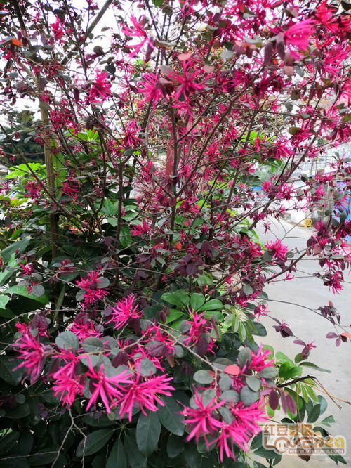 關(guān)于花草爭艷詩句