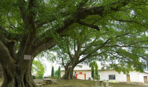贊美荷花的詩(shī)句古詩(shī)大全,贊美花的詩(shī)句古詩(shī)大全,贊美雪的詩(shī)句古詩(shī)大全