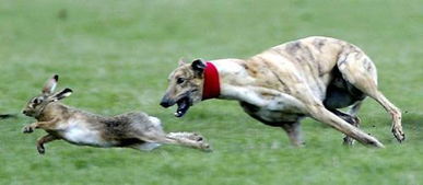 獵狗逐兔的古詩(shī)句