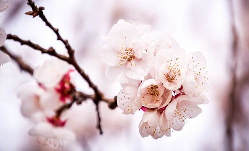 杏花,詩句,賞析