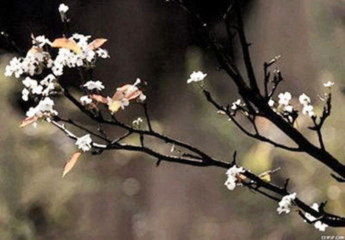 古詩(shī),詩(shī)句,獨(dú)處