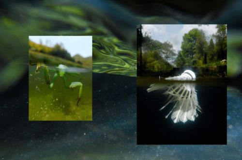 關(guān)于描寫夏天蟲鳴的詩句