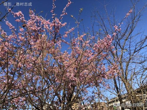 萬葉集中關(guān)于櫻花的詩句