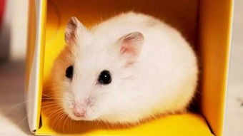 關(guān)于倉鼠的成語和詩句