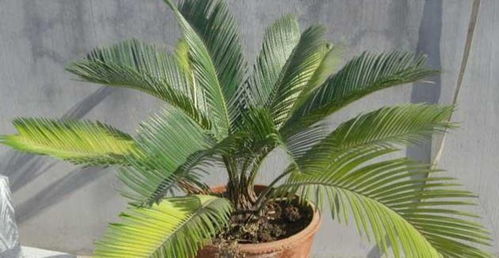 關(guān)于鐵樹的詩句