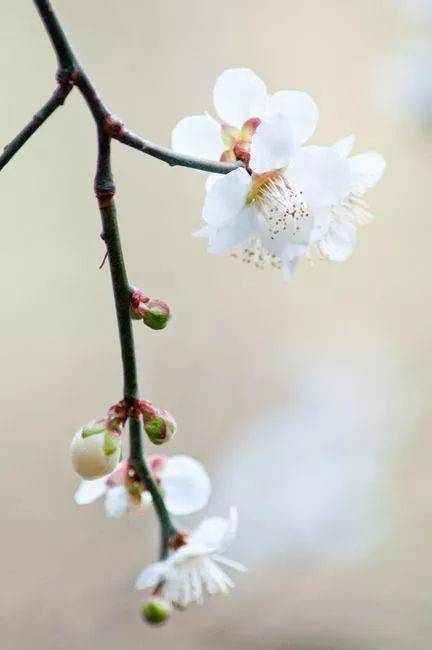 關(guān)于一只花的詩句