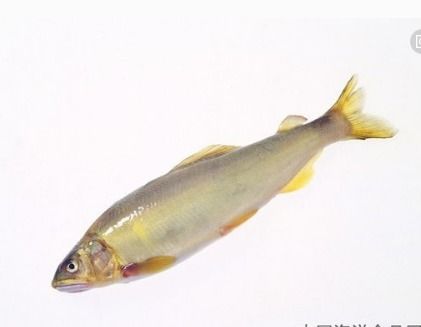 關(guān)于黃花魚的詩句