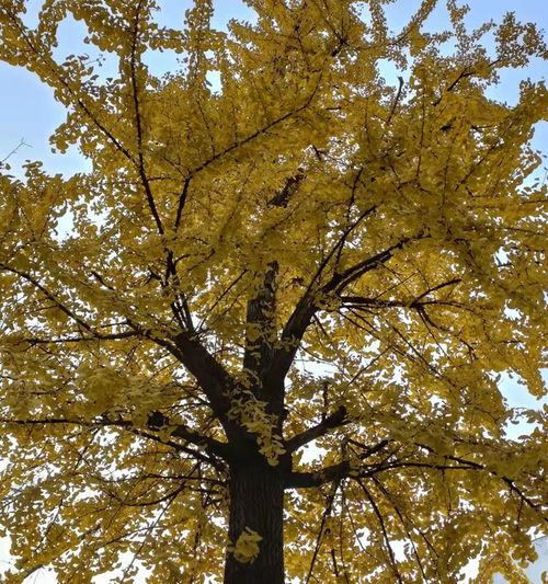 秋天的詩句和古詩