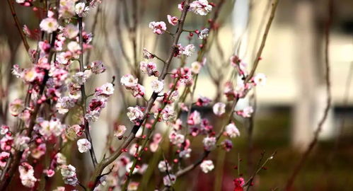 杏花,梨花,詩(shī)句,桃花