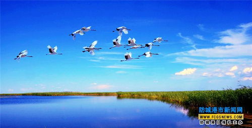 形容飛翔的詩(shī)句古詩(shī)