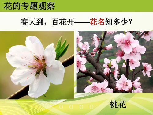 關(guān)于各種各樣的花的詩(shī)句