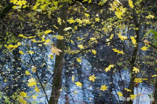 描寫(xiě)秋風(fēng)的詩(shī)句古詩(shī),秋葉詩(shī)句古詩(shī),秋雨秋葉的詩(shī)句古詩(shī)