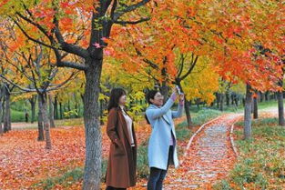 初冬落葉的詩(shī)句古詩(shī)