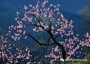 關(guān)于芬芳的詩句與意思