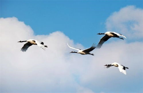 手足,詩句,描寫,同胞