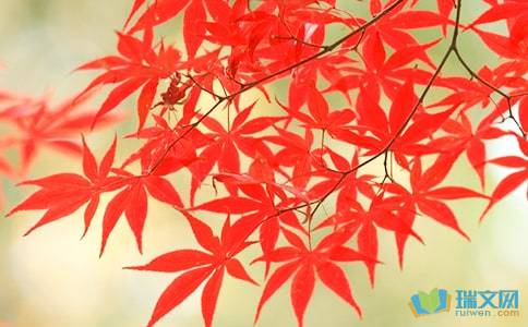 描寫秋日楓葉的詩句古詩詞