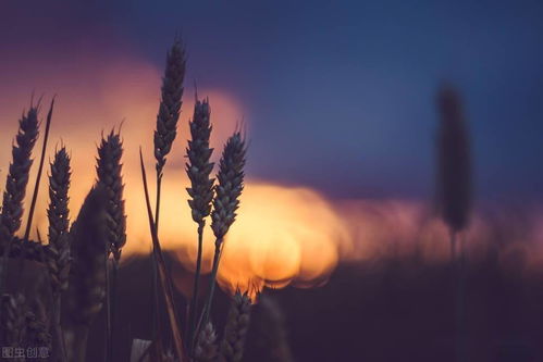 詩(shī)句,夕陽(yáng),意義