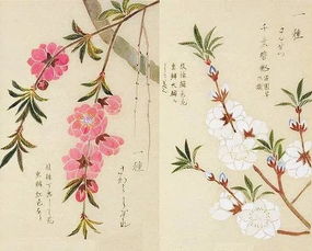 關(guān)于蜂蝶花月的詩(shī)句