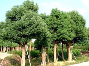 關(guān)于描寫香樟的詩(shī)句