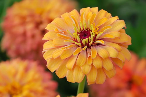 秋天菊花詩句古詩