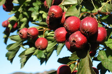 關(guān)于山楂果的詩句