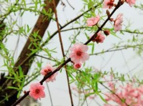 描寫三月帶花詩句古詩