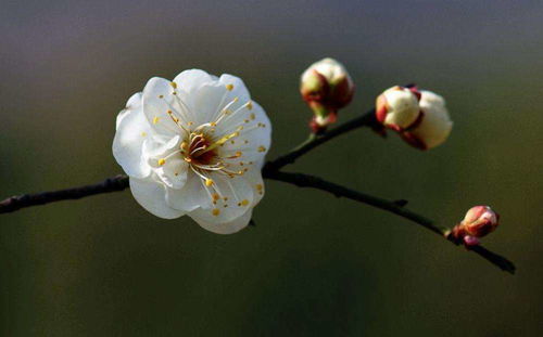 古詩,詩句,梅花,大全