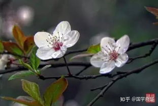 關(guān)于春的花詩句有哪些