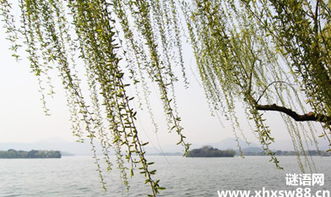 關(guān)于有柳的詩句